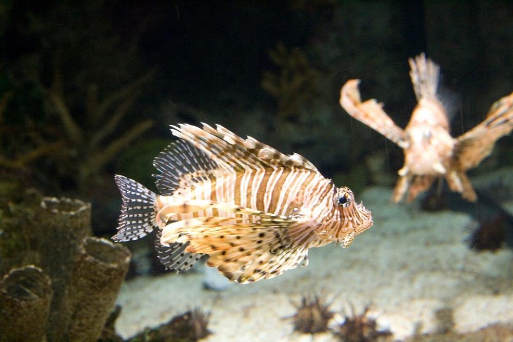 Red Fire Fish Fish Toxic Red Fire Fish Fish Toxic