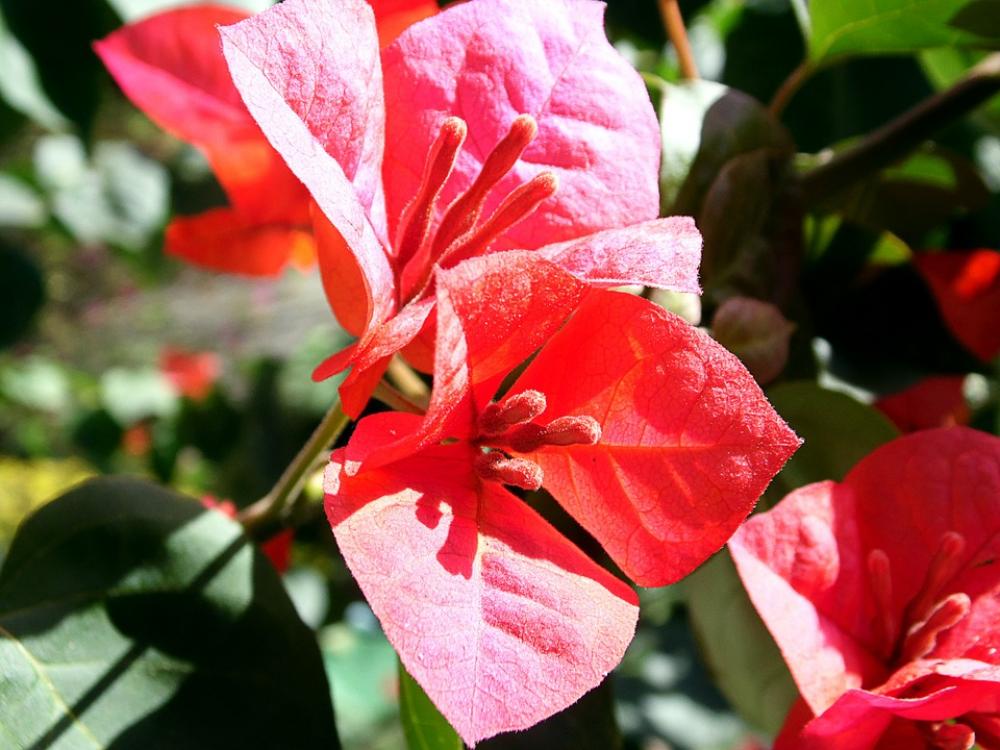 Red Flower Flower Flowers Garden Nature Red Flower Flower Flowers Garden Nature