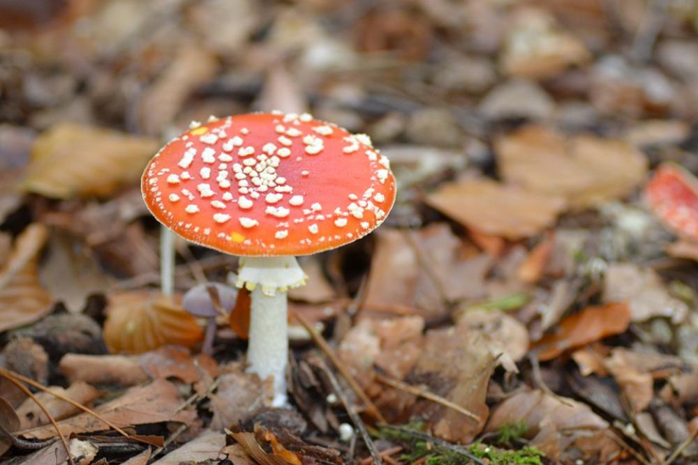 Red Fly Agaric Mushroom Fly Agaric Red Fly Agaric Mushroom Fly Agaric