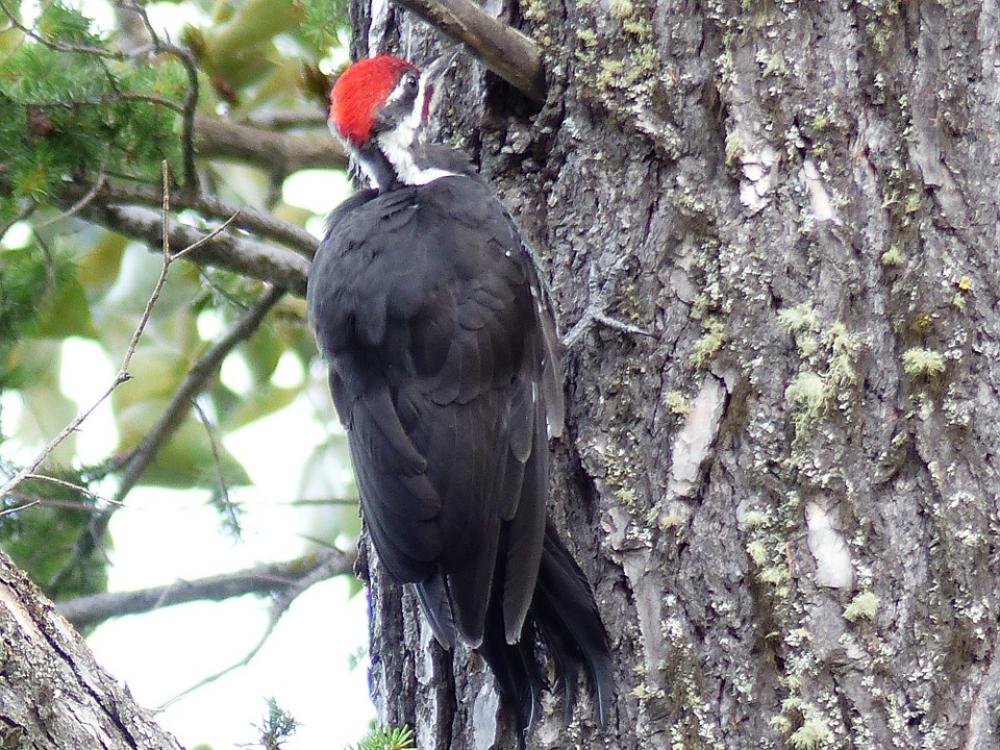 Red Headed Woodpecker Woody Animal Nature Bird Red Headed Woodpecker Woody Animal Nature Bird