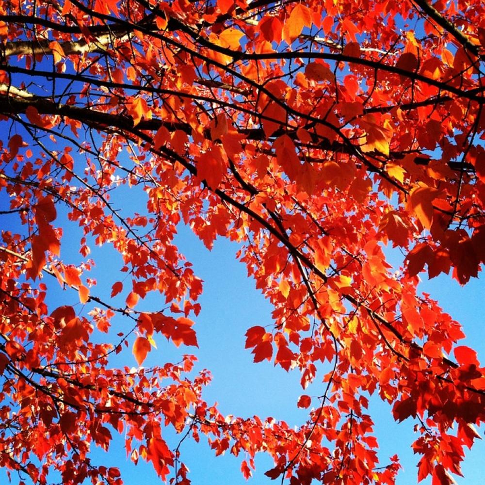Red Leaves Autumn Fall Seasonal Fall Color Nature Red Leaves Autumn Fall Seasonal Fall Color Nature