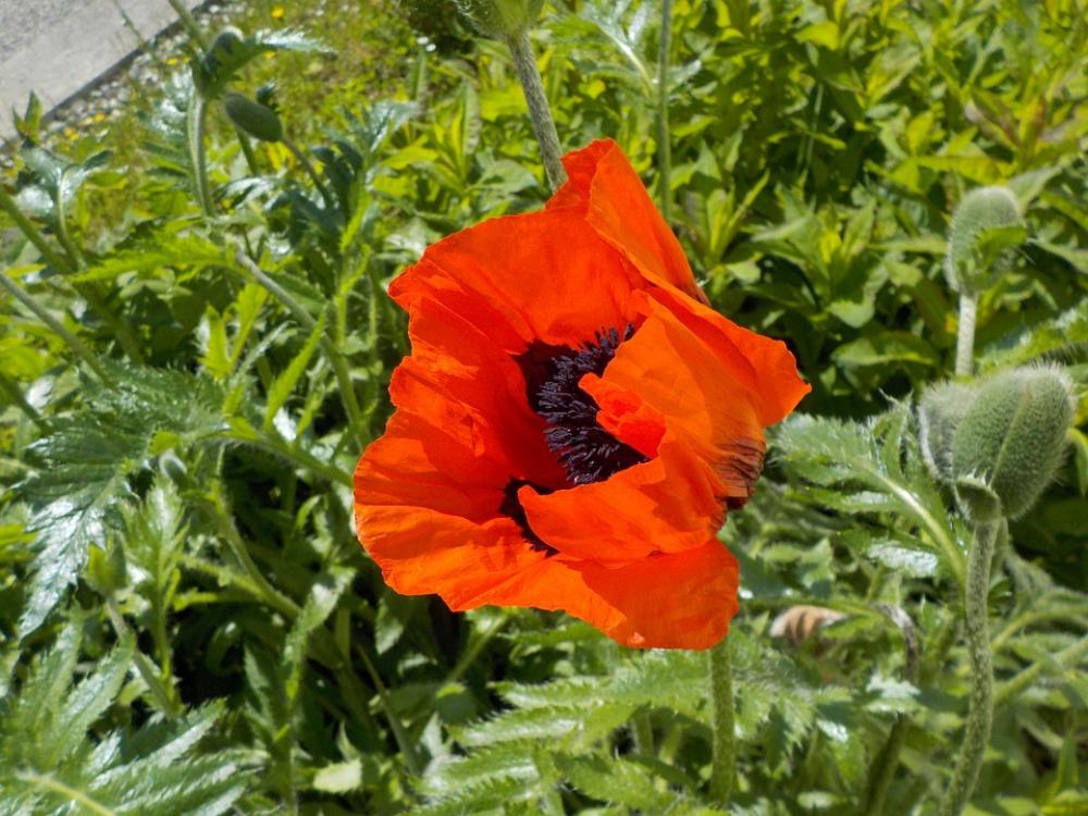 Red Poppy Flower Meadow Beautiful Red Poppy Flower Meadow Beautiful