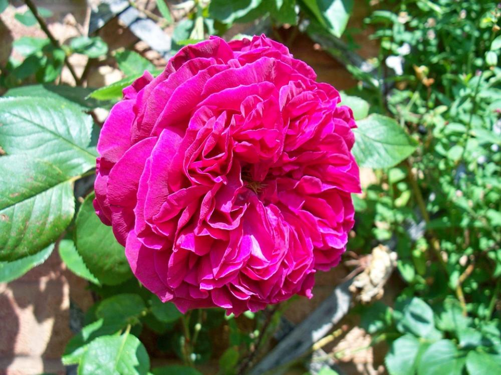 Red Rose Turkish Delight Rose Climbing Rose Flower Red Rose Turkish Delight Rose Climbing Rose Flower