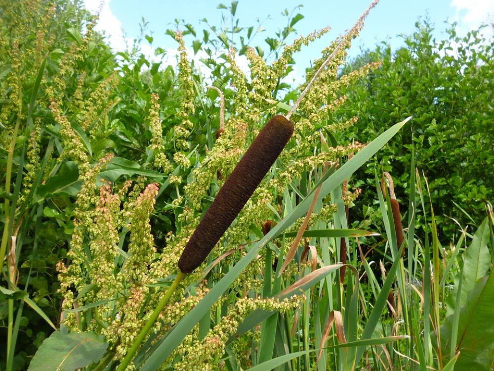 Reed Nature Grass Lake Licorice Reed Nature Grass Lake Licorice
