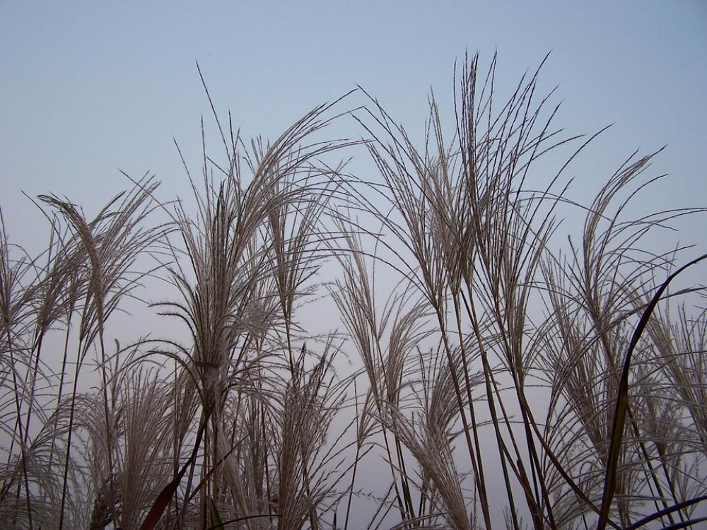 Reed Weeds River Plants Wetland Nature Reed Weeds River Plants Wetland Nature
