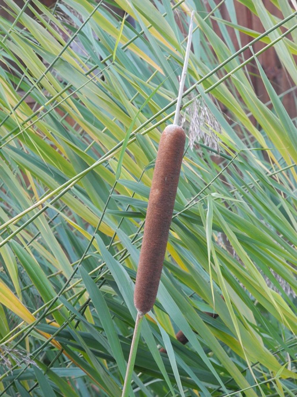 Reed Nature Pond Horsetail Marsh Plant Green Reed Nature Pond Horsetail Marsh Plant Green