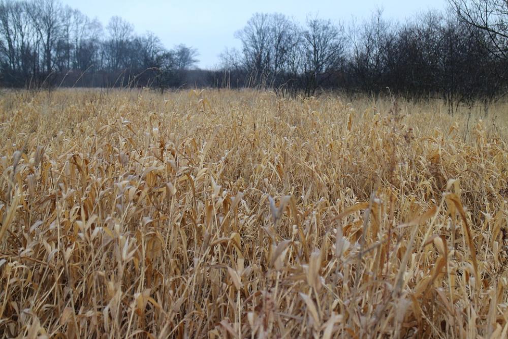Reed Grass Plant Marsh Plant Wetland Swamp Flora Reed Grass Plant Marsh Plant Wetland Swamp Flora