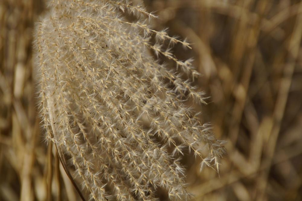 Reed Grasses Close Up Macro Grass Spring Reed Grasses Close Up Macro Grass Spring