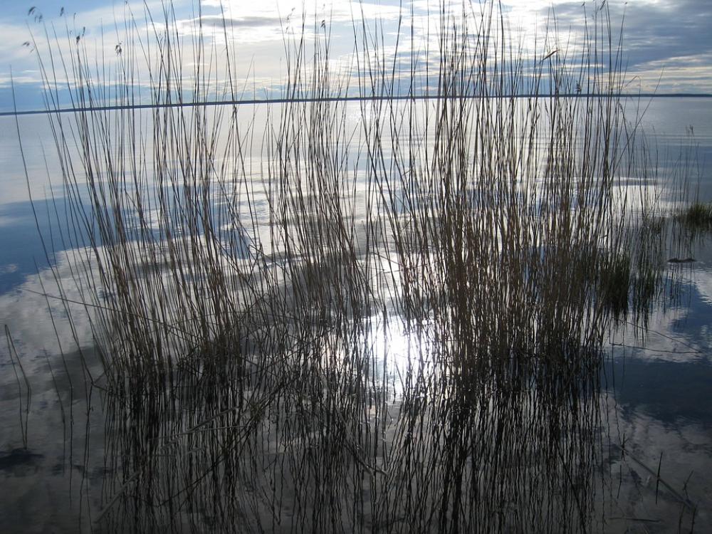 Reed Water Sky Blue Spring Lake Cloud Reed Water Sky Blue Spring Lake Cloud