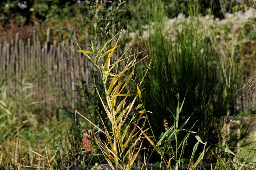Reed Teichplanze Marsh Plant Horsetail Green Plant Reed Teichplanze Marsh Plant Horsetail Green Plant