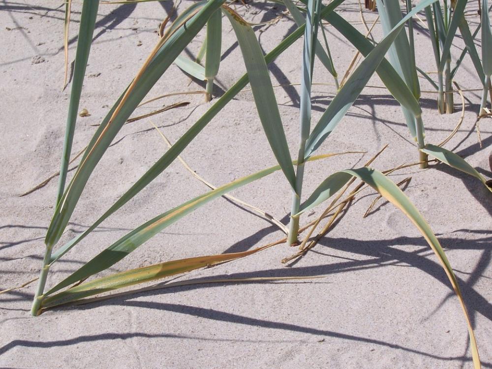 Reed Sand Beach Dunes Rügen Summer Plant Reed Sand Beach Dunes Rügen Summer Plant