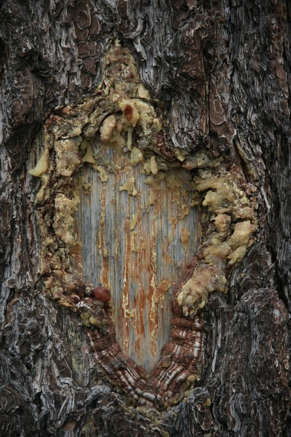Resin Tree Trunk Nature Forest Woods Wood Resin Tree Trunk Nature Forest Woods Wood