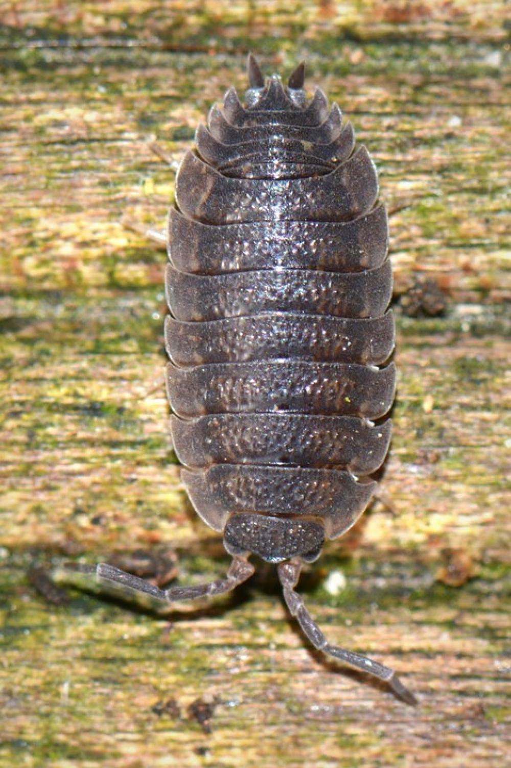 Ressemblance Animal Bug Ressemblance Animal Bug