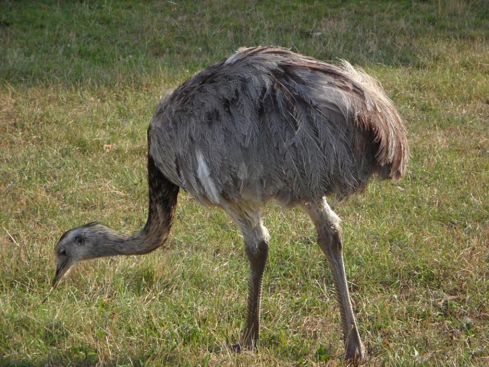 Rhea Bird Bird Feather Plumage Meadow Peck Rhea Bird Bird Feather Plumage Meadow Peck