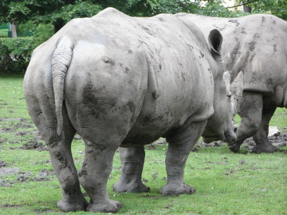 Rhino Rhinoceros Zoo Rump Rhino Rhinoceros Zoo Rump