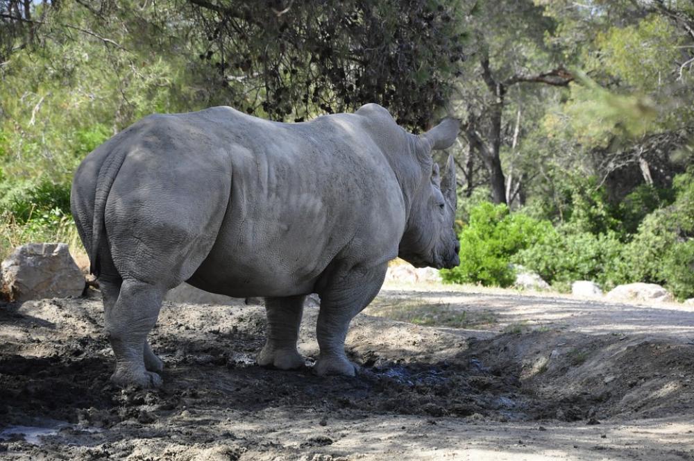 Rhino Black Rhino Big Game Mammal Zoo Africa Rhino Black Rhino Big Game Mammal Zoo Africa