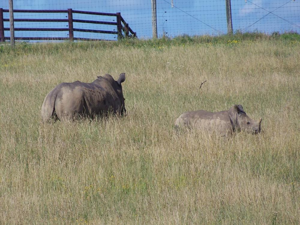Rhino Southern White Rhino The Wilds Africa Rhino Southern White Rhino The Wilds Africa