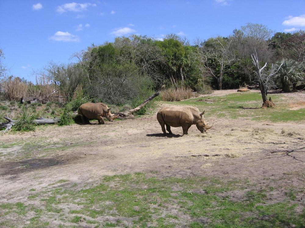 Rhino Rhinoceros Safari Wildlife Animal Africa Rhino Rhinoceros Safari Wildlife Animal Africa