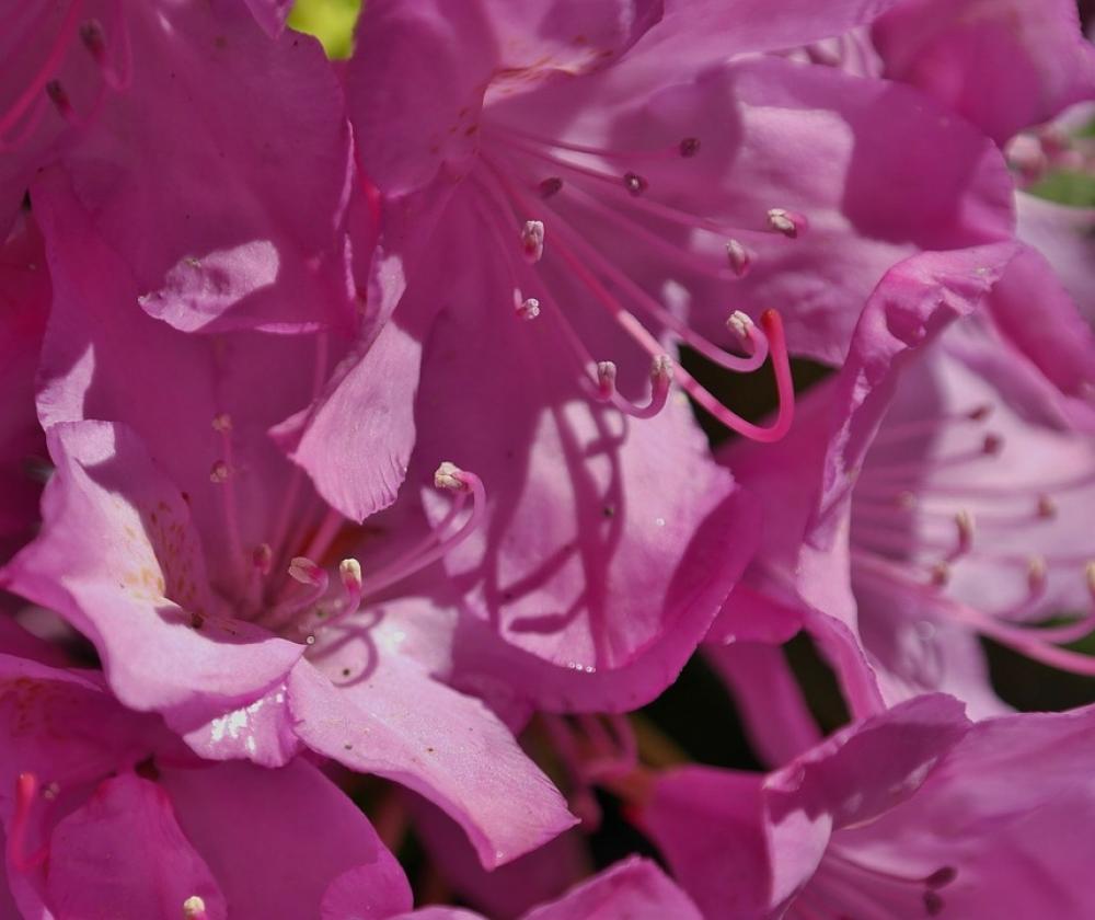 Rhododendron Flower Spring Pink Nature Blossom Rhododendron Flower Spring Pink Nature Blossom
