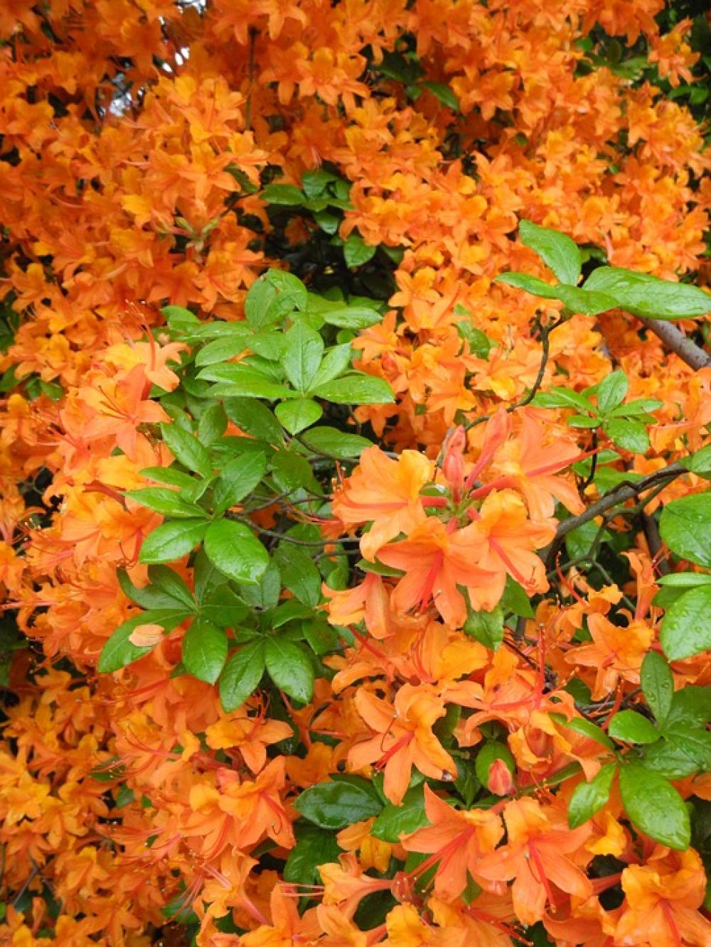 Rhododendron Orange Flowers Nature Spring Rhododendron Orange Flowers Nature Spring