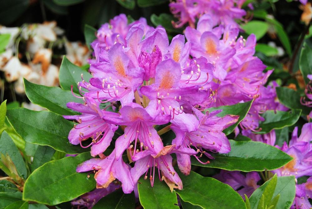 Rhododendron Flowers Shurb Evergreen Bush Rhododendron Flowers Shurb Evergreen Bush