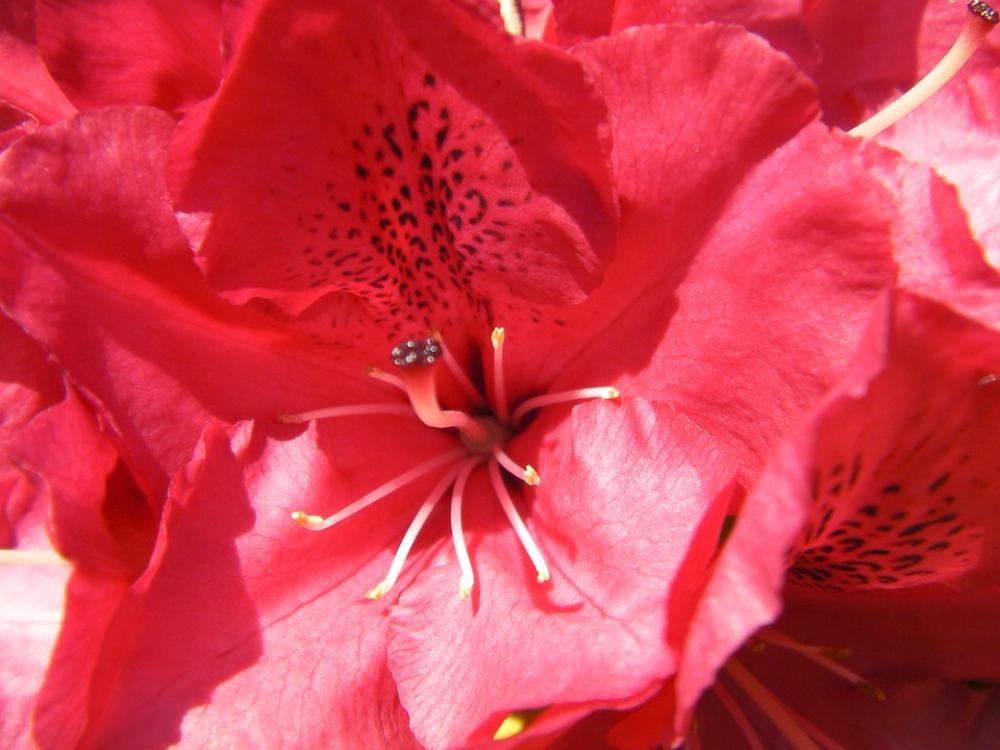 Rhododendron Rhodo Rhododendron Ferrugineum Flowers Rhododendron Rhodo Rhododendron Ferrugineum Flowers