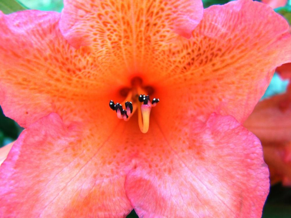 Rhododendron Rhododendron Ferrugineum Flowers Bloom Rhododendron Rhododendron Ferrugineum Flowers Bloom