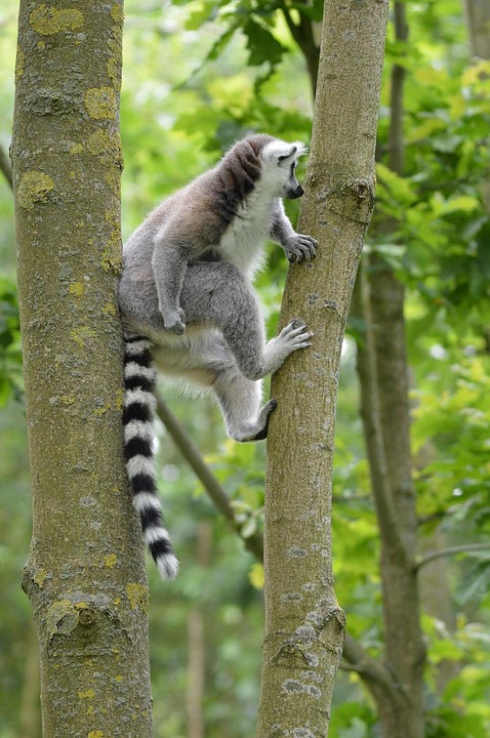 Ring-Tailed Lemur Lemurs Tropical Estate Ring-Tailed Lemur Lemurs Tropical Estate