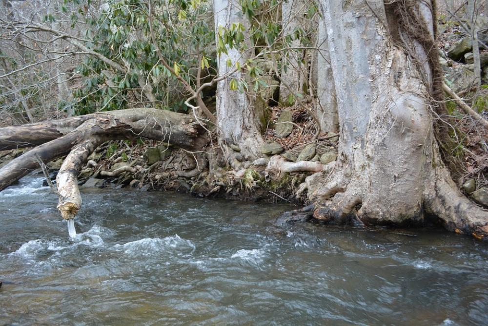 River Tree Root Outside Landscape Nature Water River Tree Root Outside Landscape Nature Water