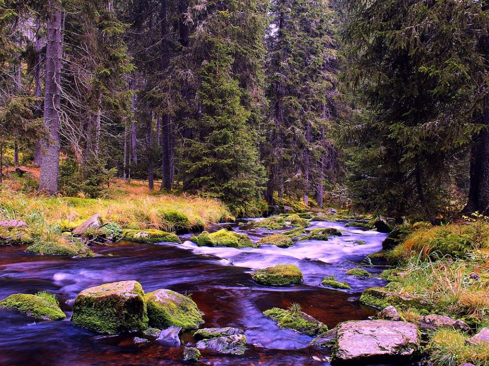 River Nature Trees Water Autumn Reflection River Nature Trees Water Autumn Reflection