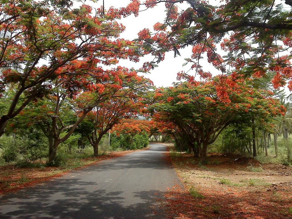 Road Alley Flowering Trees Scenic Countryside Road Alley Flowering Trees Scenic Countryside