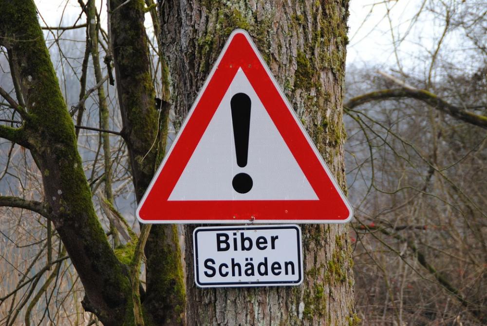 Road Sign Beaver Damage Tree In Nauen Inn Bavaria Road Sign Beaver Damage Tree In Nauen Inn Bavaria