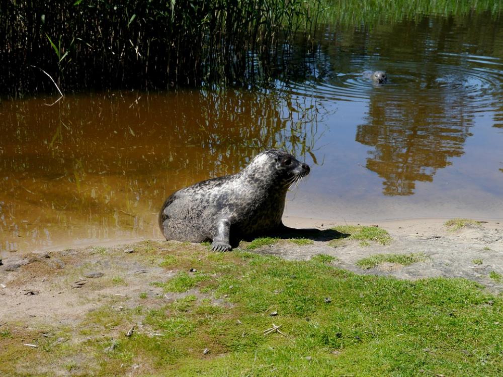 Robbe Seal Nature Sea Lion Lake Water Robbe Seal Nature Sea Lion Lake Water