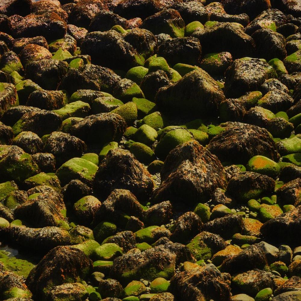 Rocks Beach Coast Nature Shore Texture Rocks Beach Coast Nature Shore Texture
