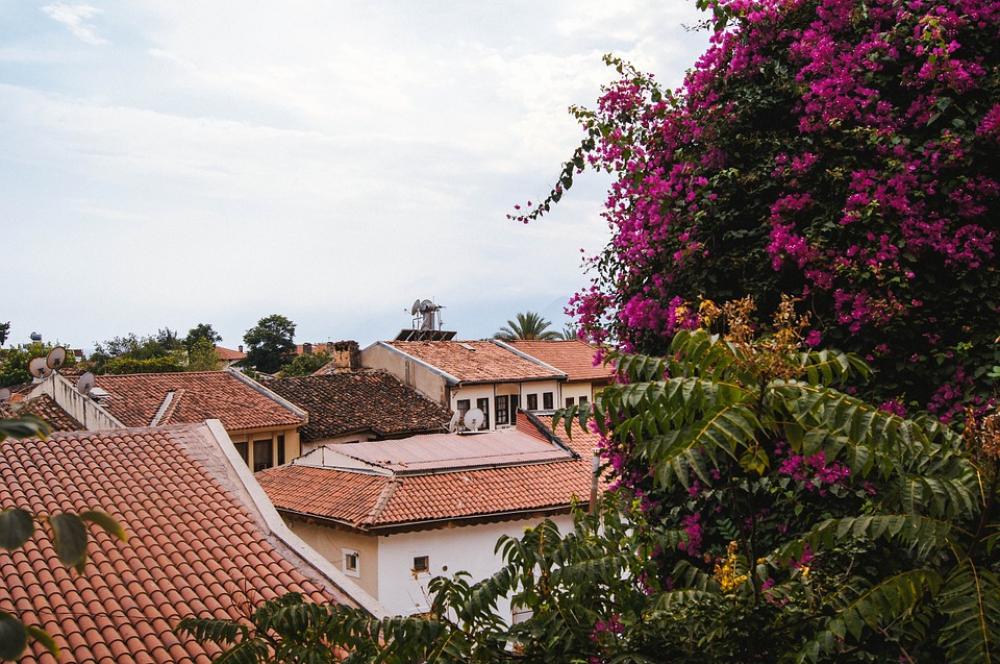 Roof Flowering Tree Antalya Roof Flowering Tree Antalya