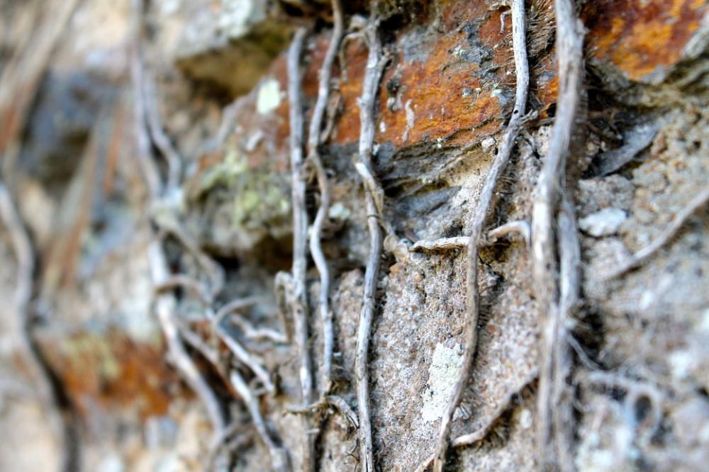 Roots Nature Wall Roots Nature Wall
