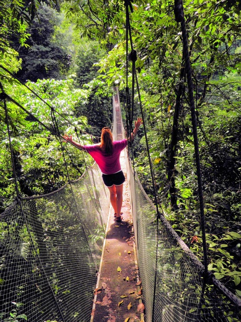 Rope Bridge Bridge Journey Heights Travel Nature Rope Bridge Bridge Journey Heights Travel Nature