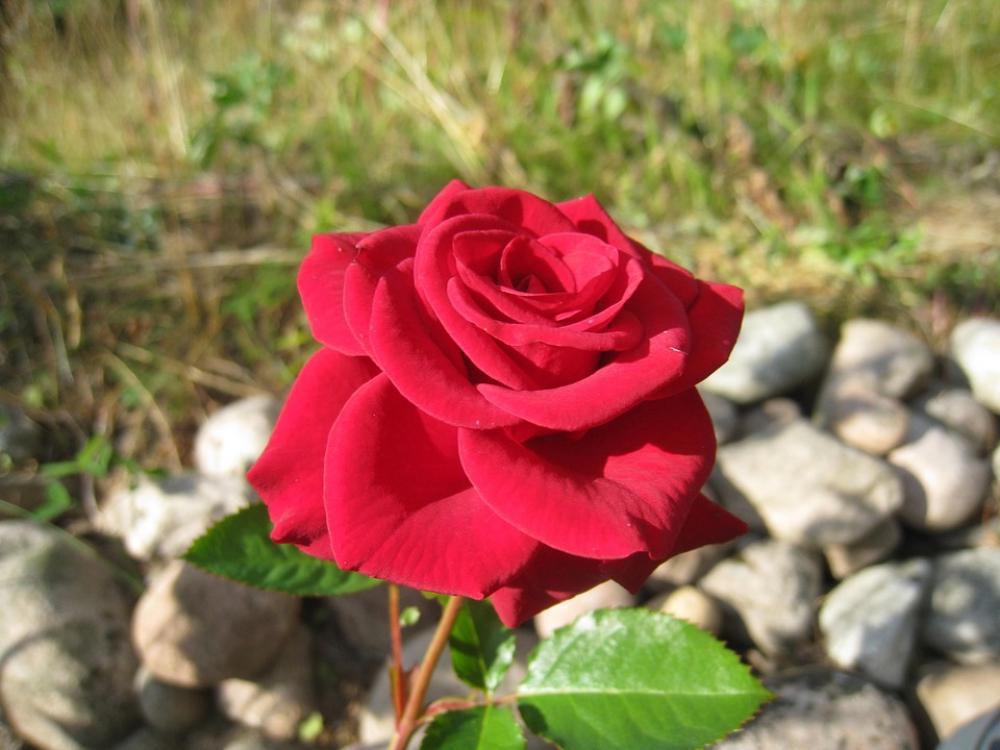 Ros Red Stones Garden Summer Colors Leaf Ros Red Stones Garden Summer Colors Leaf