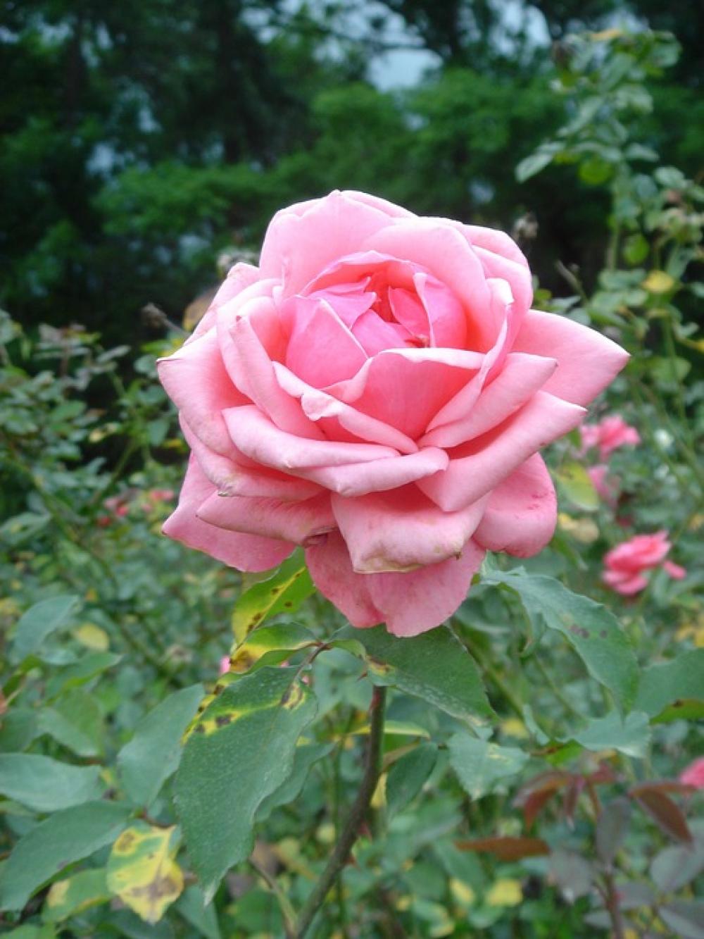 Rosa Flower Plant Rosa Flower Plant