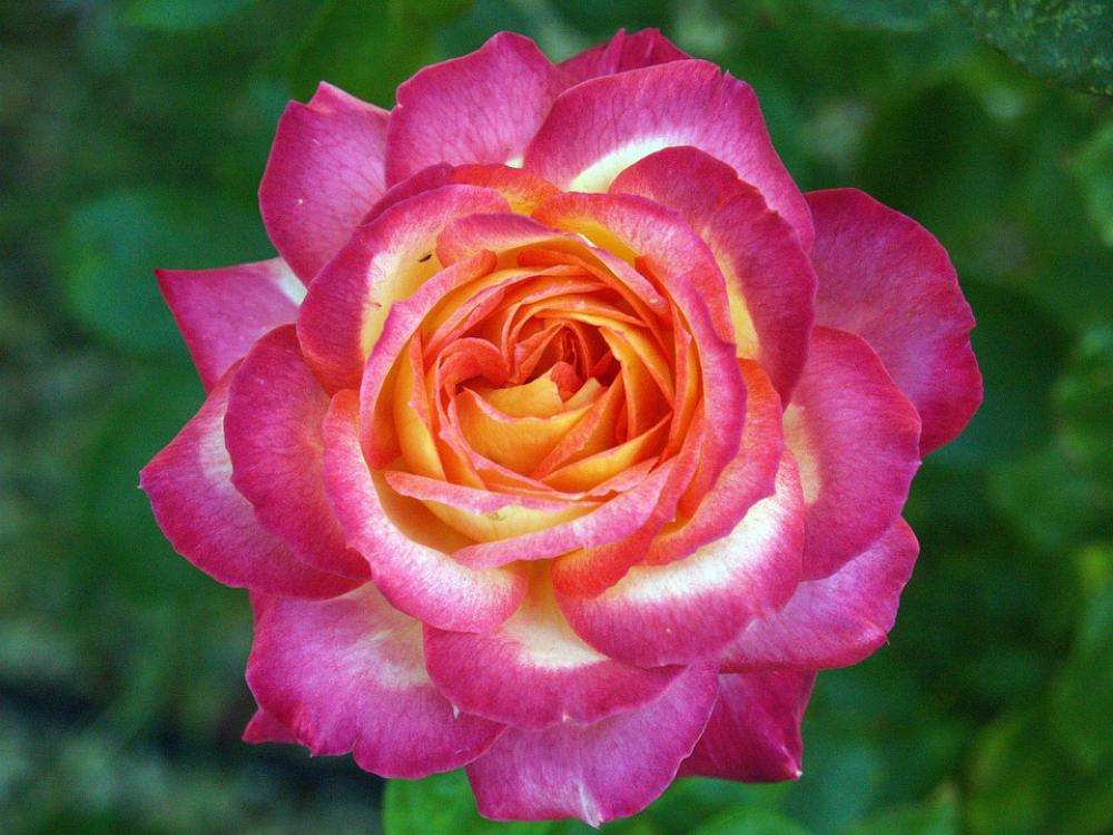 Rosa Flower Pinkish Nature Foreground Macro Rosa Flower Pinkish Nature Foreground Macro