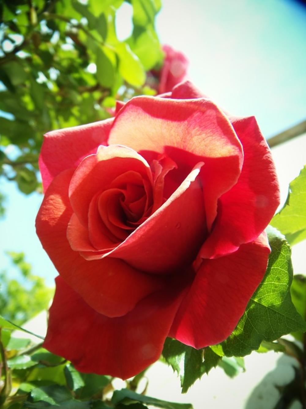 Rosa Red Flower Warmth Rosa Red Flower Warmth