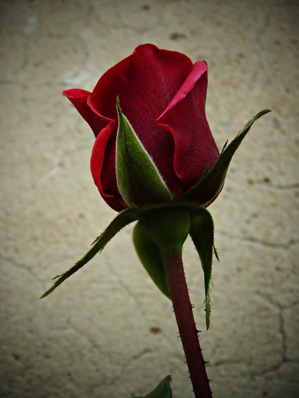 Rosa Red Petals Garden Warmth Smoothness Flower Rosa Red Petals Garden Warmth Smoothness Flower