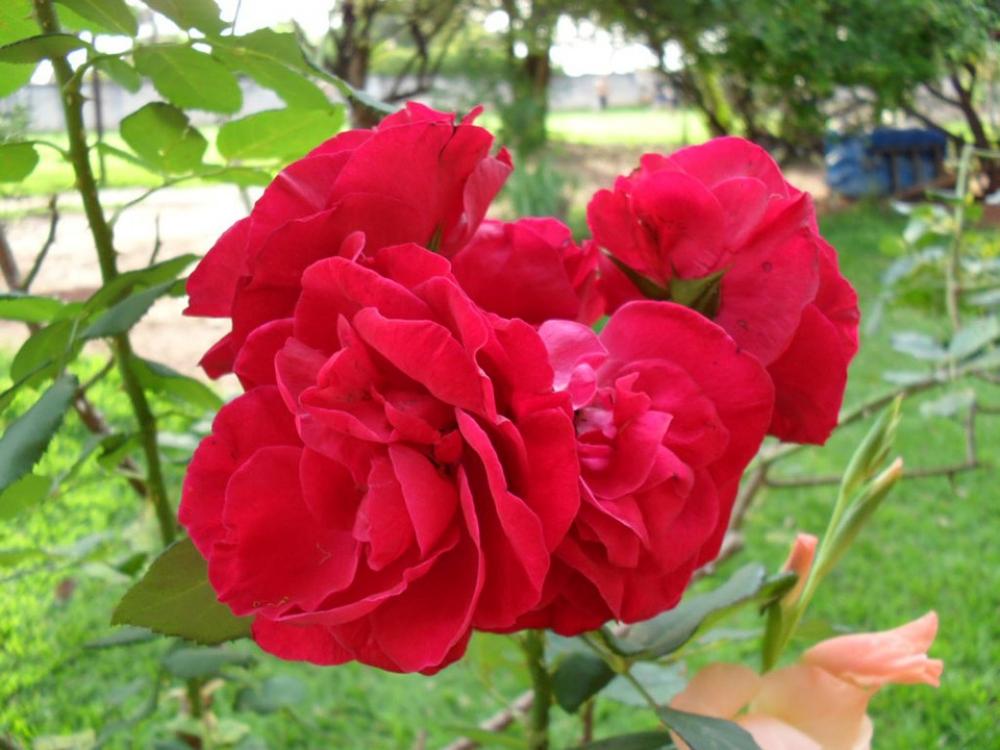 Rosa Flower Red Flowers Rose Bush Garden Rosa Flower Red Flowers Rose Bush Garden