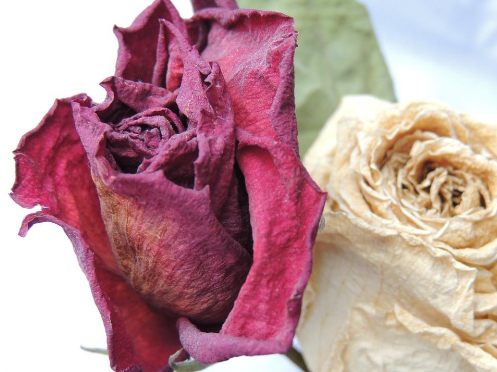 Rose Red Rose Flower Purity Rose Red Rose Flower Purity