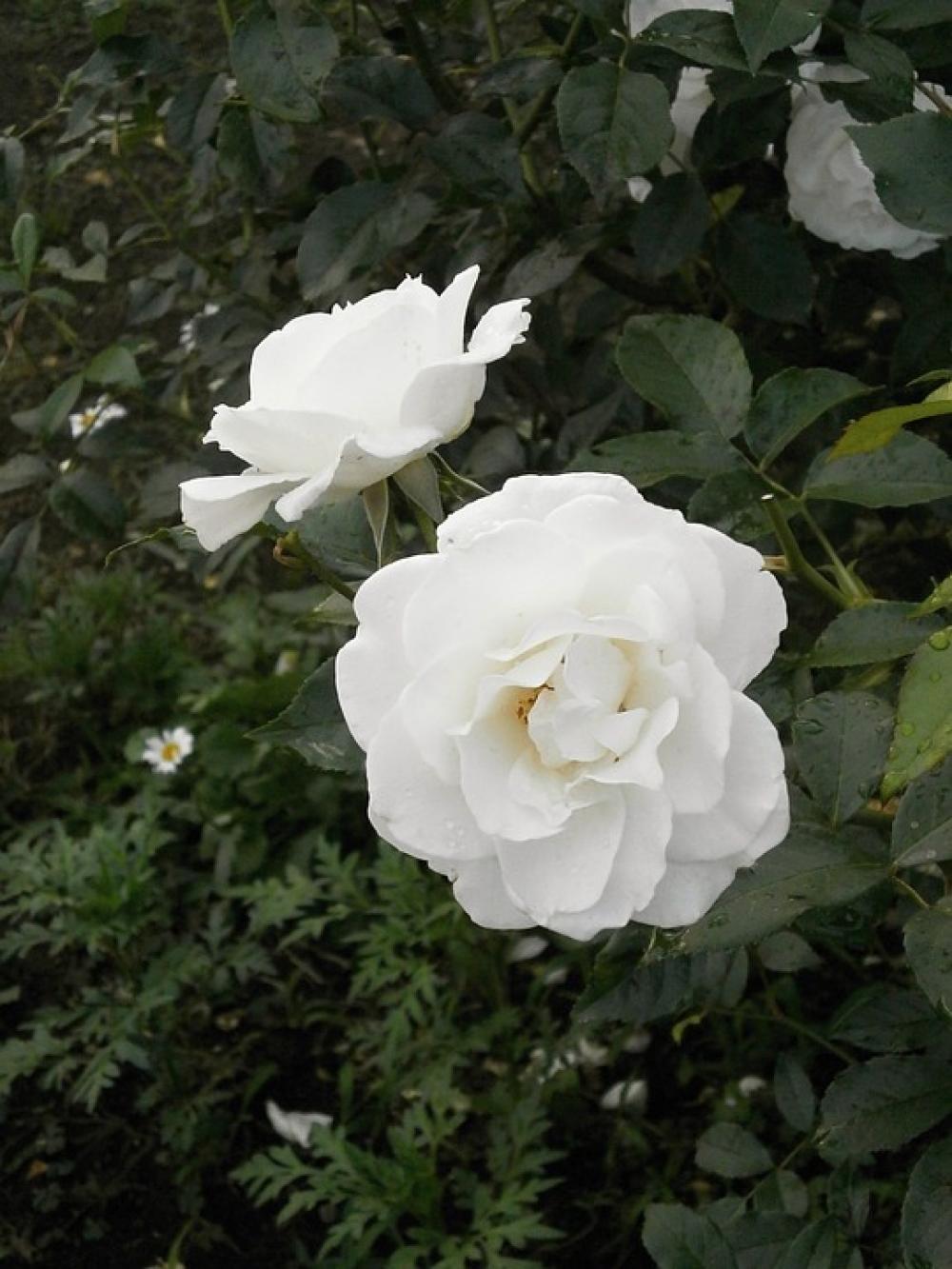 Rose White Flowers Rose Garden Rose White Flowers Rose Garden