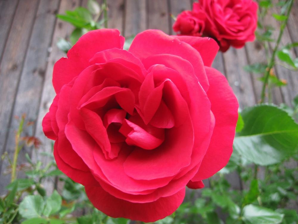 Rose Flower Nature Red Rose Rose Flower Nature Red Rose