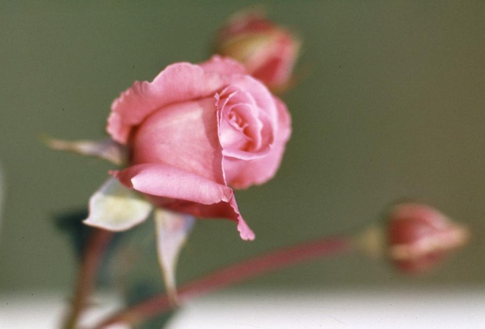 Rose Plant Blossom Bloom Rose Plant Blossom Bloom