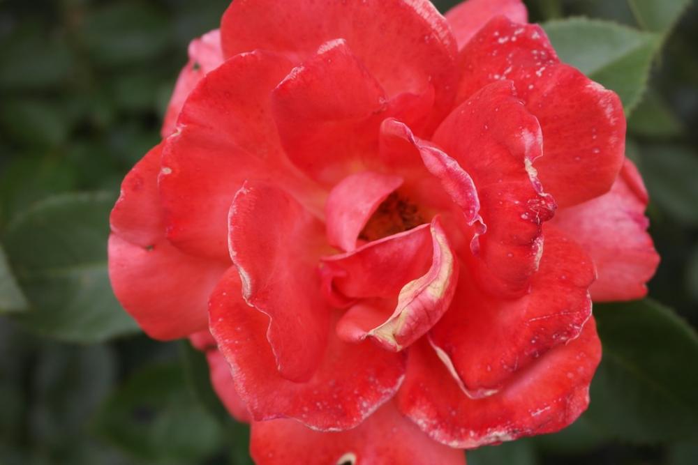 Rose Red Rose Color Flower Love Amorousness Rose Red Rose Color Flower Love Amorousness