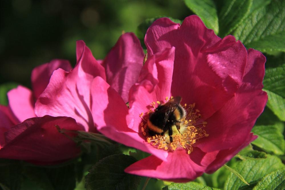 Rose Bumblebee Flower Red Rose Bumblebee Flower Red