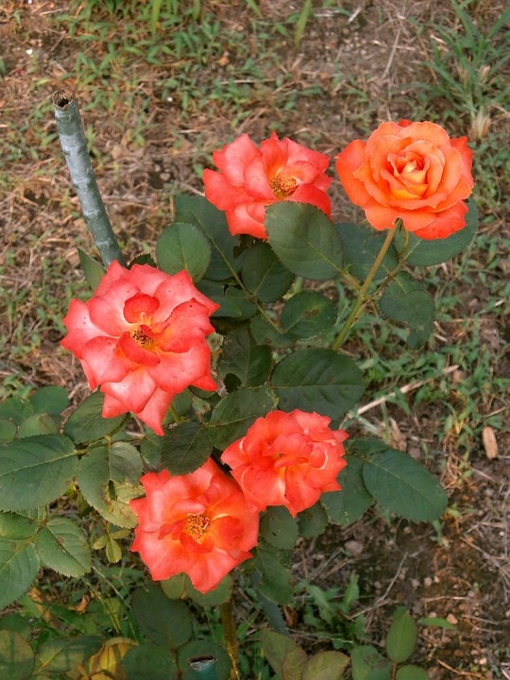 Rose Orange Blossom Rose Garden Rose Orange Blossom Rose Garden